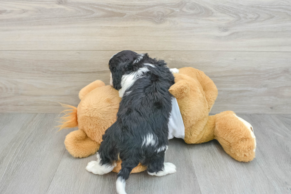 Fluffy Cavapoo Poodle Mix Pup