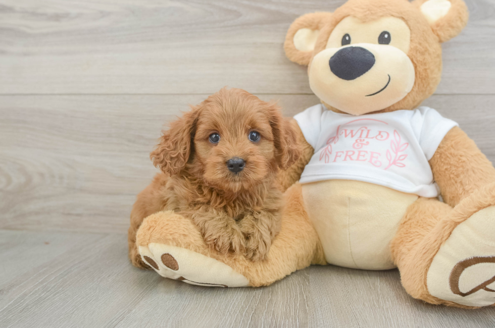 5 week old Cavapoo Puppy For Sale - Simply Southern Pups