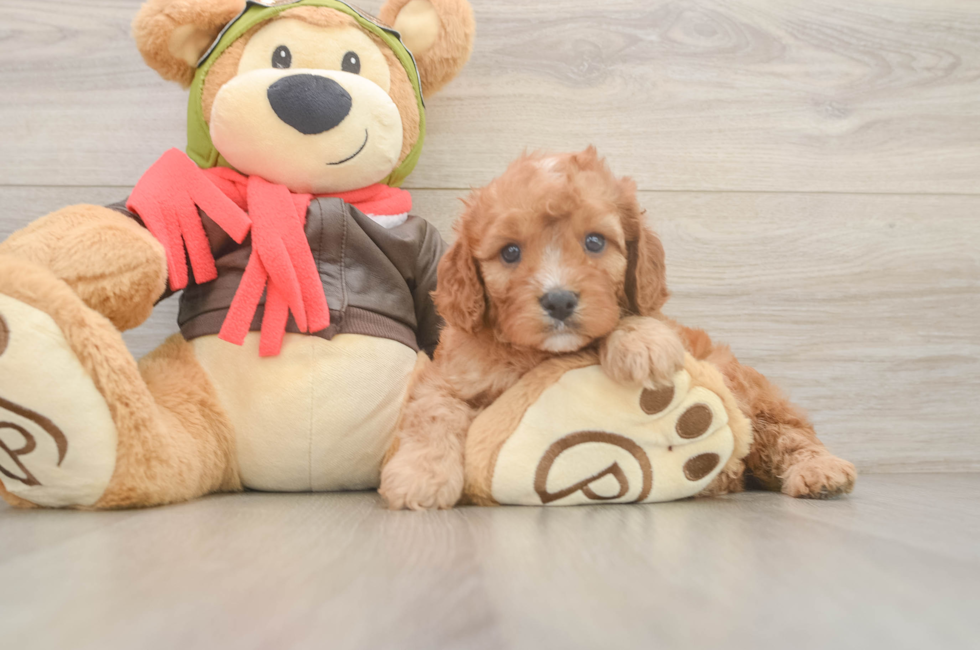 5 week old Cavapoo Puppy For Sale - Simply Southern Pups