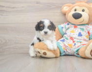 7 week old Cavapoo Puppy For Sale - Simply Southern Pups