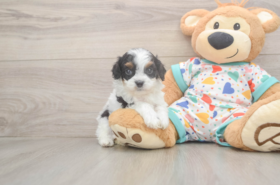 5 week old Cavapoo Puppy For Sale - Simply Southern Pups