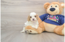 Smart Cavapoo Poodle Mix Pup