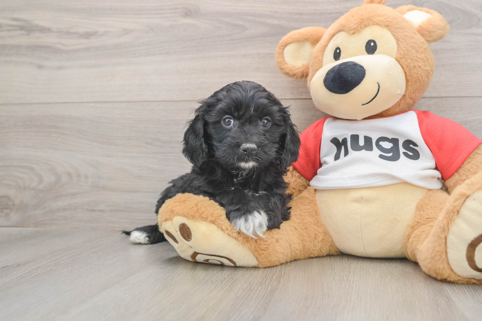 Playful Cavapoodle Poodle Mix Puppy