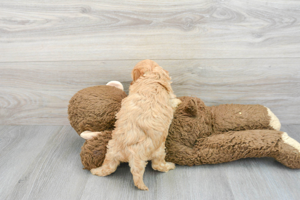 Hypoallergenic Cavoodle Poodle Mix Puppy