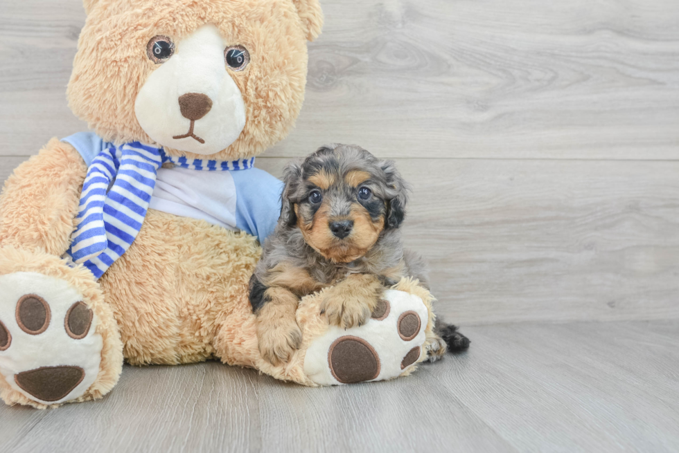 Cute Cavapoo Flash: 6lb 4oz Doodle Puppy