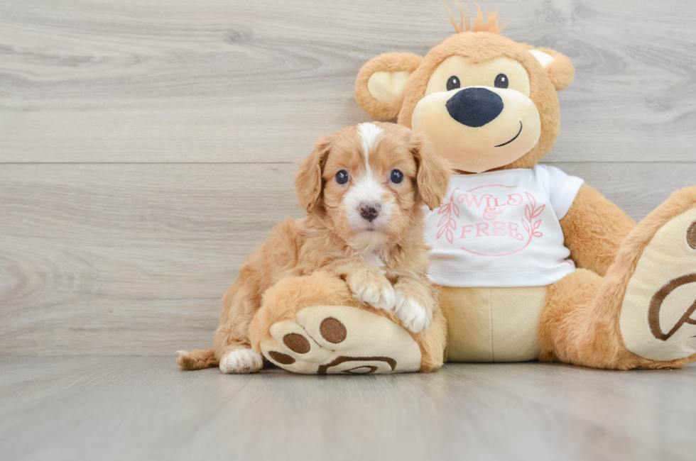 6 week old Cavapoo Puppy For Sale - Simply Southern Pups