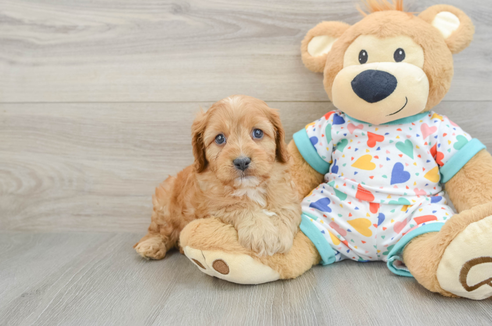 6 week old Cavapoo Puppy For Sale - Simply Southern Pups