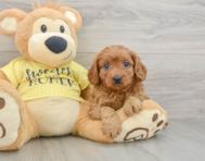 9 week old Cavapoo Puppy For Sale - Simply Southern Pups