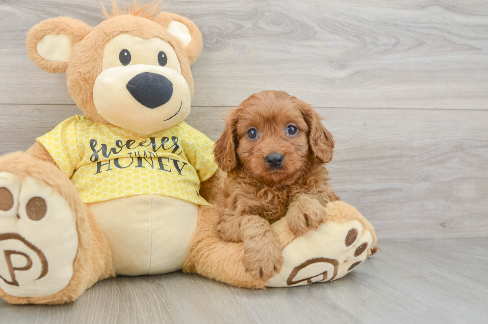 8 week old Cavapoo Puppy For Sale - Simply Southern Pups