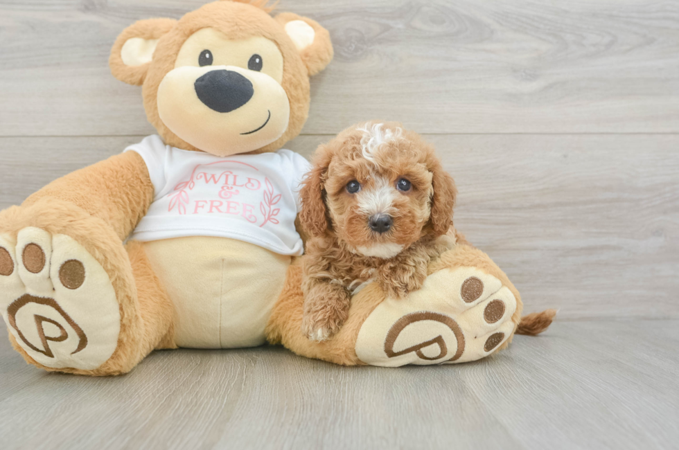 5 week old Cavapoo Puppy For Sale - Simply Southern Pups