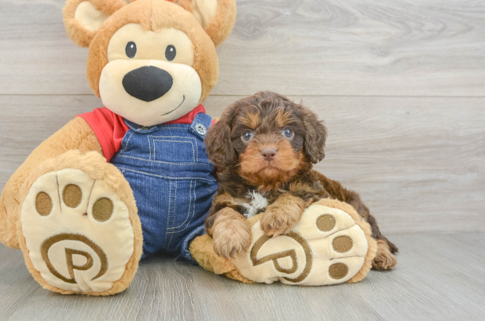 6 week old Cavapoo Puppy For Sale - Simply Southern Pups