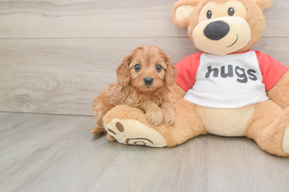 6 week old Cavapoo Puppy For Sale - Simply Southern Pups