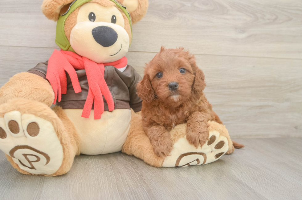 5 week old Cavapoo Puppy For Sale - Simply Southern Pups