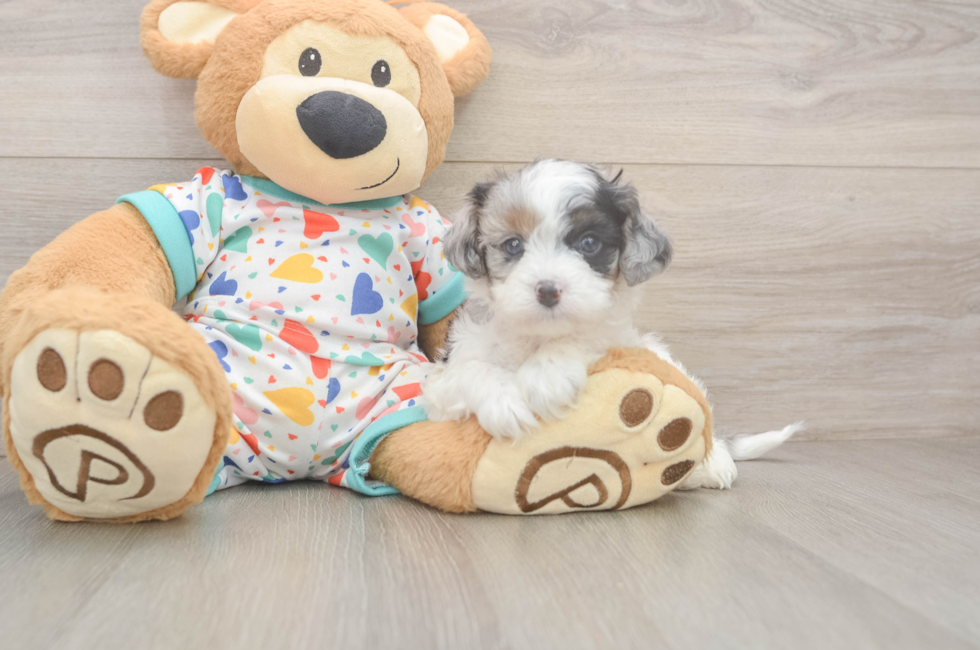 5 week old Cavapoo Puppy For Sale - Simply Southern Pups