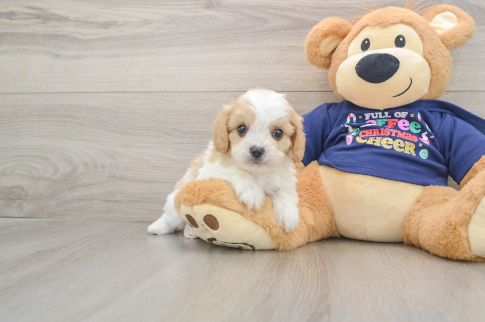 6 week old Cavapoo Puppy For Sale - Simply Southern Pups