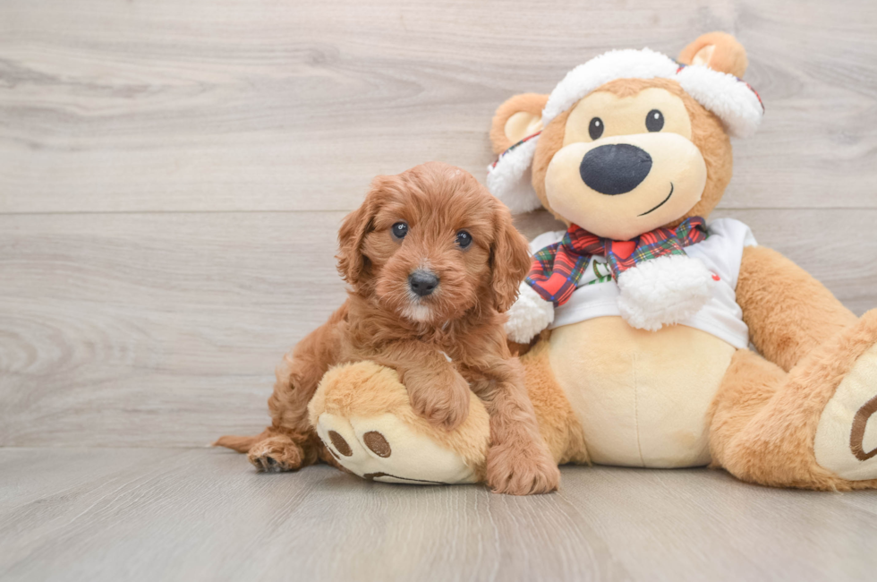 5 week old Cavapoo Puppy For Sale - Simply Southern Pups