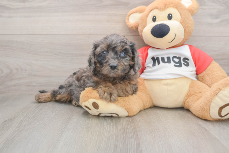 Friendly Cavapoo Baby