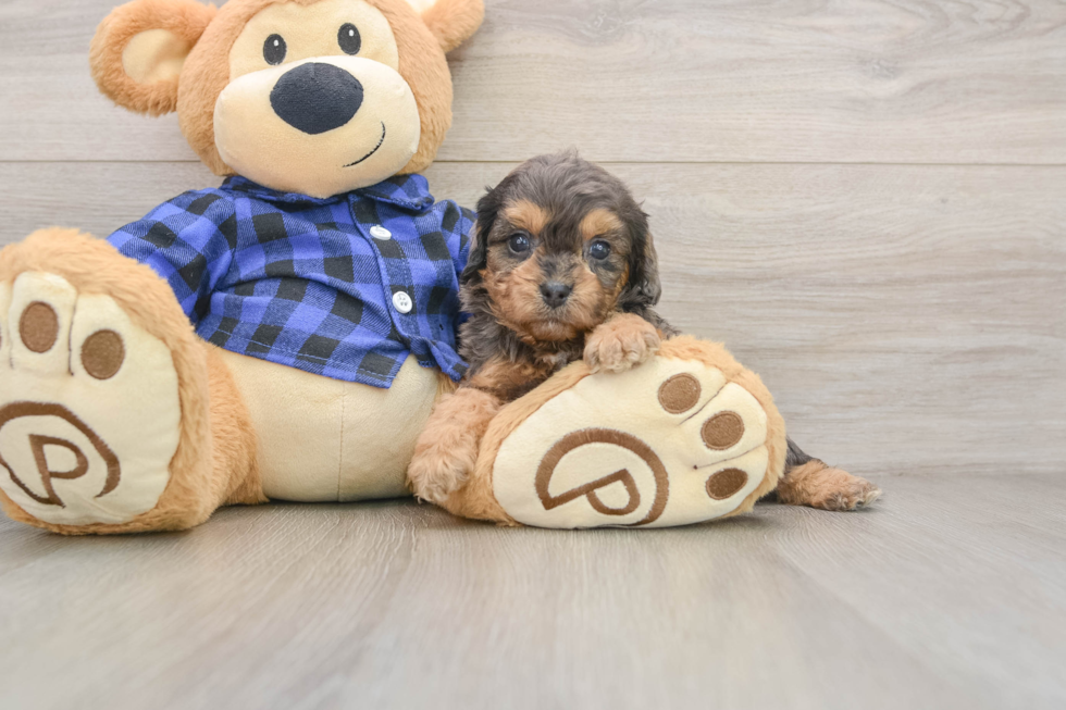 Cavapoo Puppy for Adoption