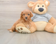 8 week old Cavapoo Puppy For Sale - Simply Southern Pups