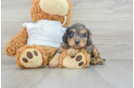 Cute Cavapoo Baby