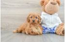 Best Cavapoo Baby