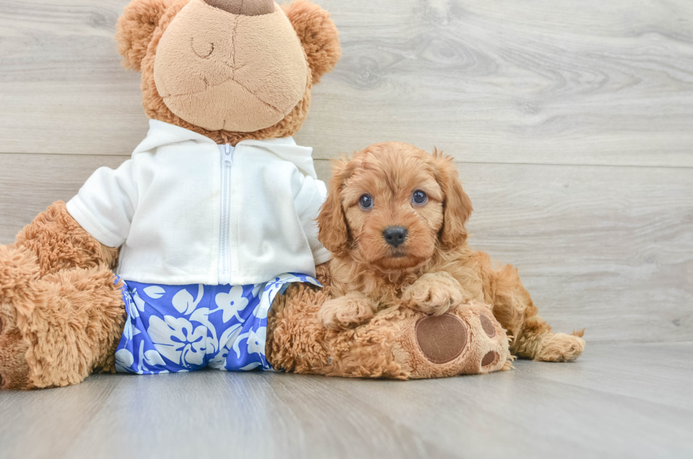 6 week old Cavapoo Puppy For Sale - Simply Southern Pups