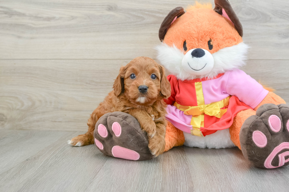 5 week old Cavapoo Puppy For Sale - Simply Southern Pups