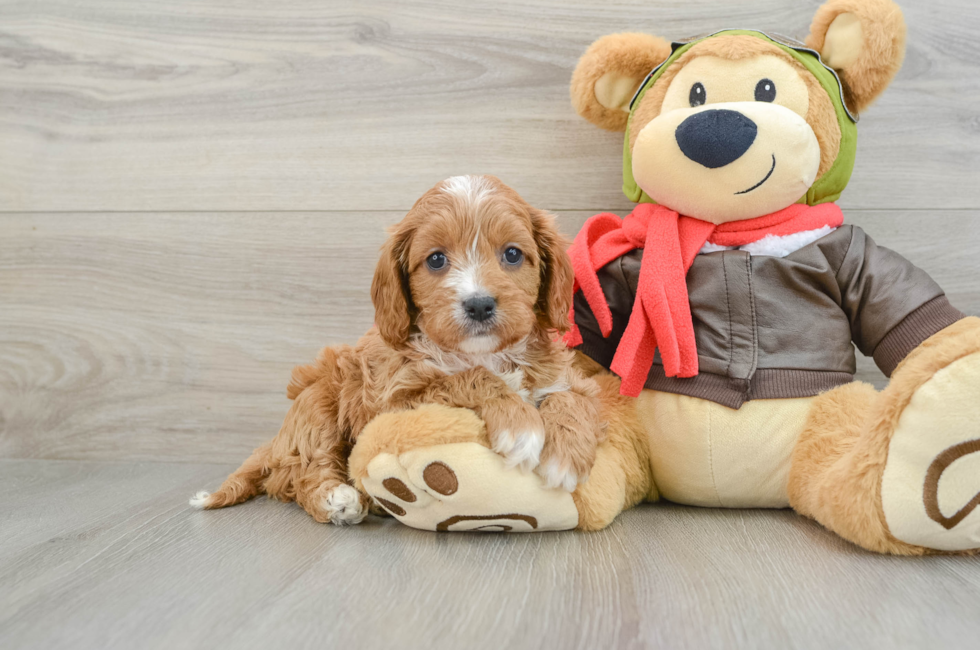 6 week old Cavapoo Puppy For Sale - Simply Southern Pups