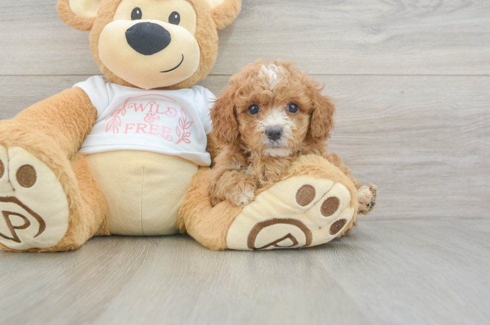 5 week old Cavapoo Puppy For Sale - Simply Southern Pups