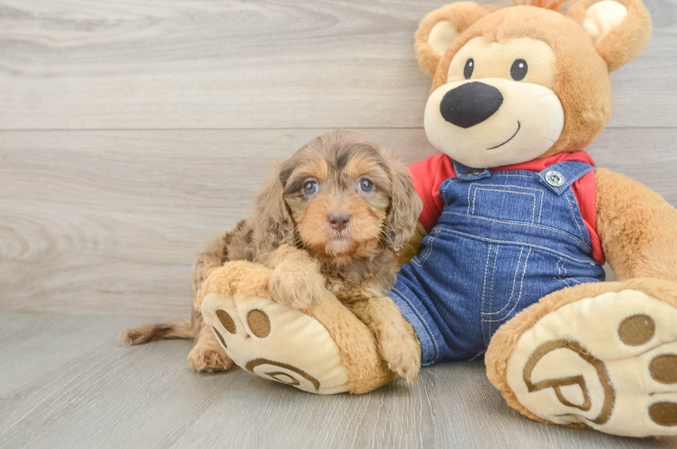 6 week old Cavapoo Puppy For Sale - Simply Southern Pups