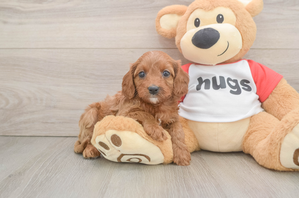6 week old Cavapoo Puppy For Sale - Simply Southern Pups