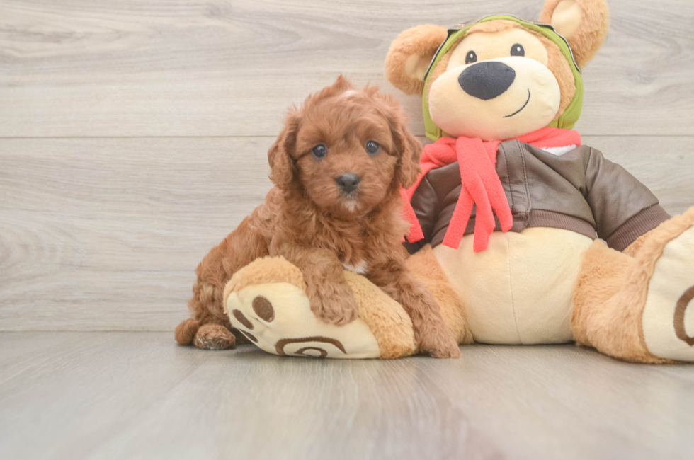 5 week old Cavapoo Puppy For Sale - Simply Southern Pups