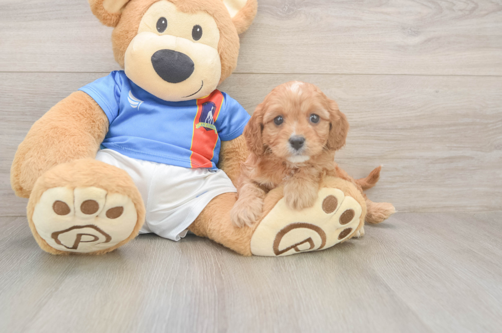 6 week old Cavapoo Puppy For Sale - Simply Southern Pups