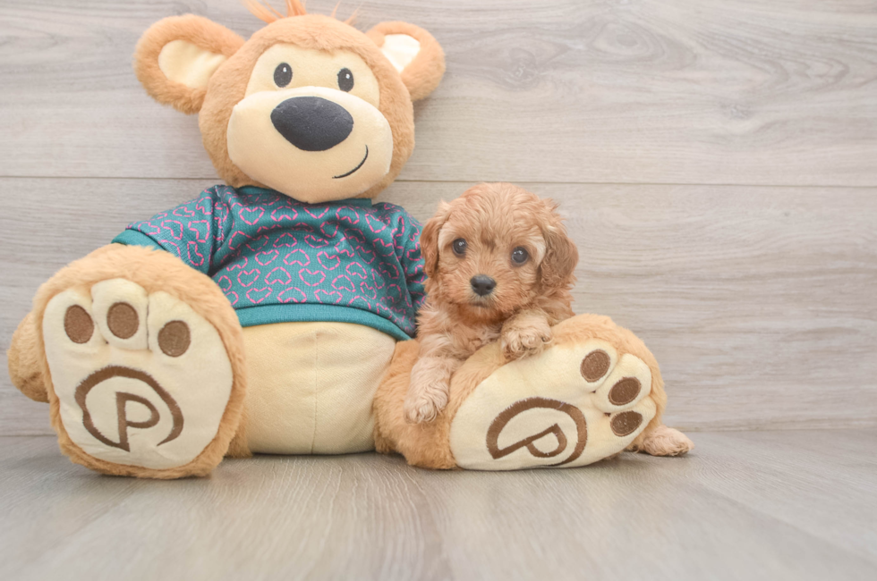 5 week old Cavapoo Puppy For Sale - Simply Southern Pups