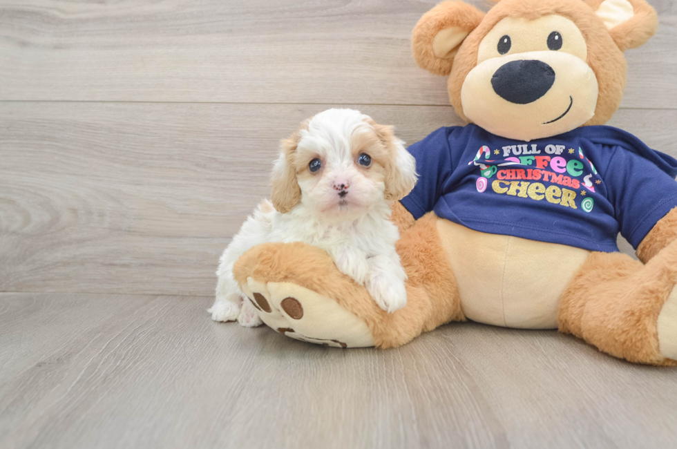 6 week old Cavapoo Puppy For Sale - Simply Southern Pups