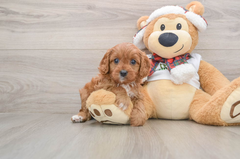 5 week old Cavapoo Puppy For Sale - Simply Southern Pups