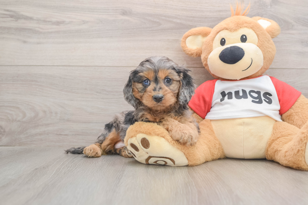 Cavapoo Puppy for Adoption