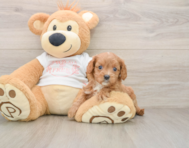 7 week old Cavapoo Puppy For Sale - Simply Southern Pups