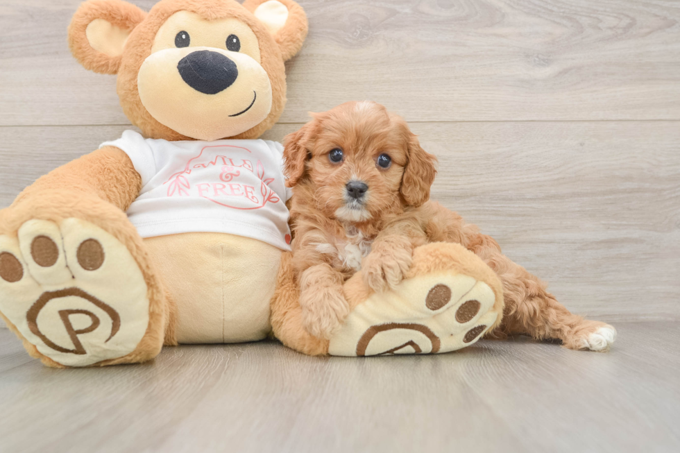 Best Cavapoo Baby