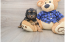 Funny Cavapoo Poodle Mix Pup