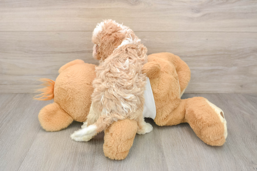 Cavapoo Pup Being Cute