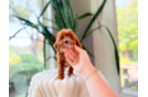 Cute Cavapoodle Poodle Mix Puppy