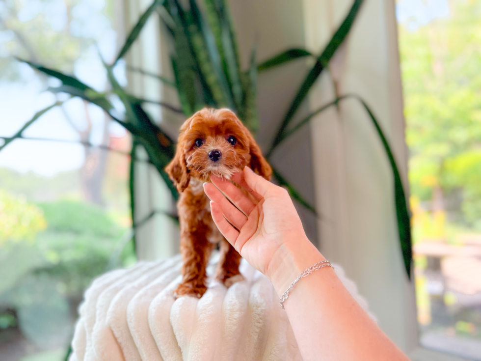 Cute Cavapoodle Poodle Mix Puppy