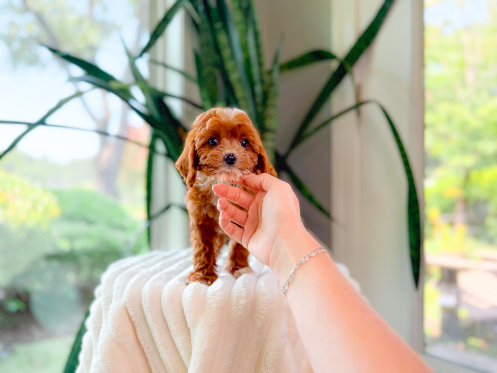 Cute Cavipoo Poodle Mix Puppy