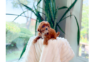 Cute Cavapoodle Poodle Mix Puppy