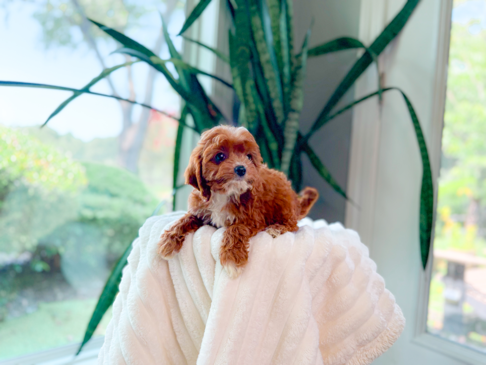 Cute Cavapoodle Poodle Mix Puppy