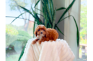 Cute Cavapoo Poodle Mix Pup