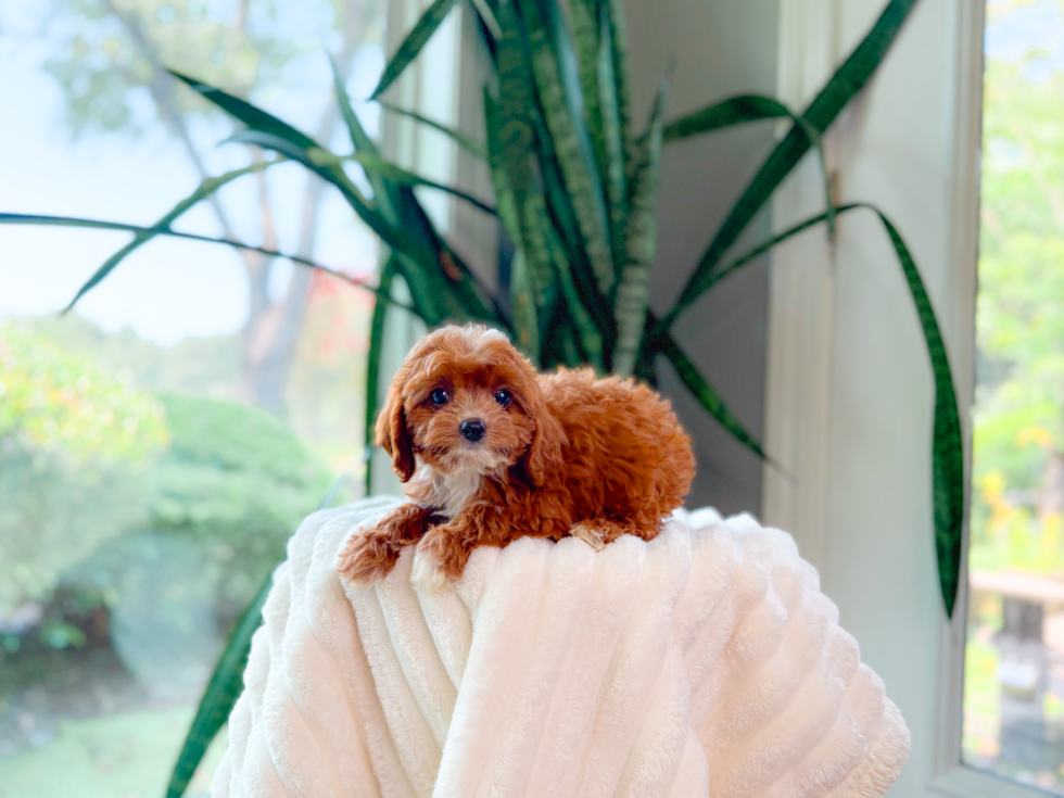 Cute Cavapoo Poodle Mix Pup