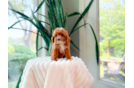 Cavapoo Puppy for Adoption