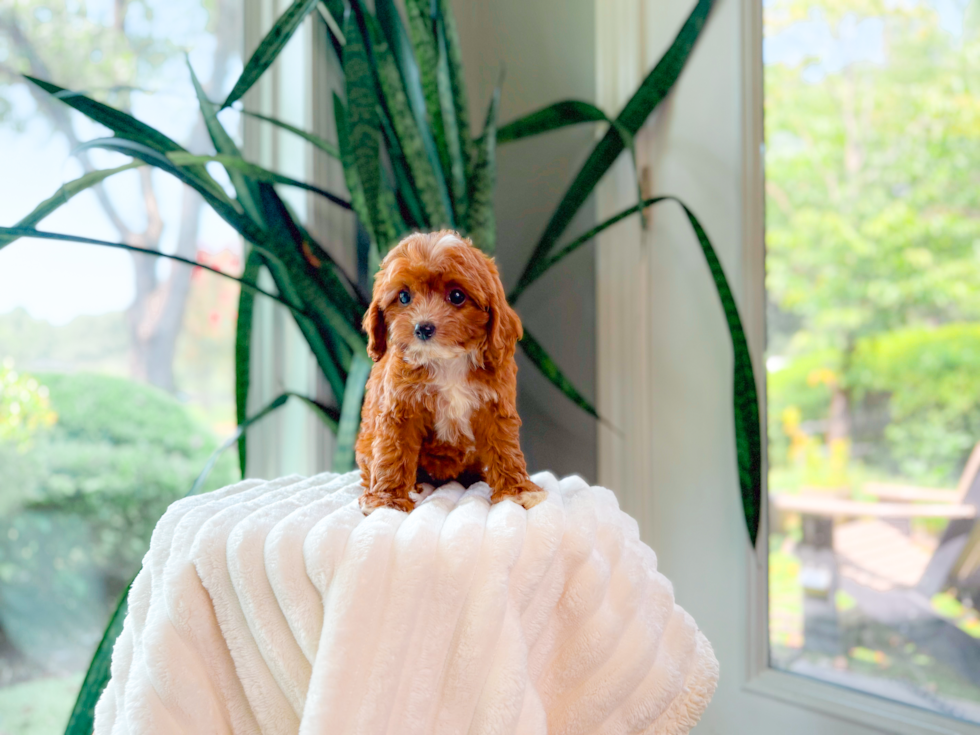 Cavapoo Puppy for Adoption